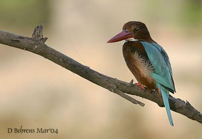 White-throated-Kingfisher.jpg