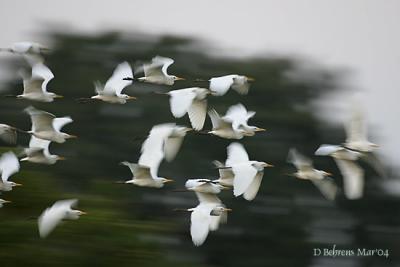 Egrets coming to roost