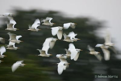 Egrets coming to roost