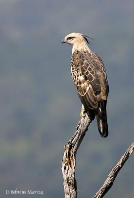 Changable Hawk Eagle.jpg