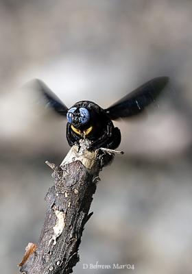 Carpender Bee.jpg