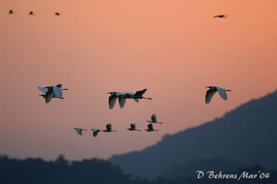 Egrets returning to roost.jpg