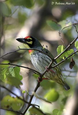 Coppersmith Barbet.jpg