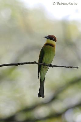Chestnut-headed Bee-eater.jpg