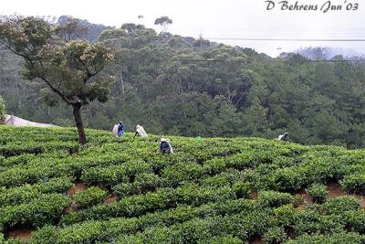 Tea-Workers.jpg