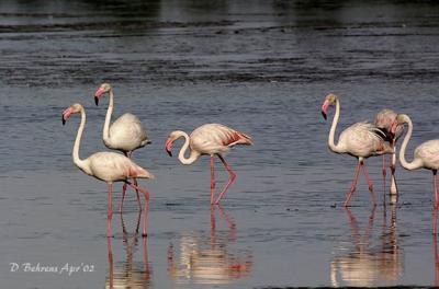 u41/dbehrens/medium/33435805.Flamingos_.jpg