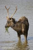 Muddy Sambar.jpg
