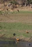 Where-the-deer-and-monkeys-.jpg