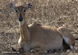 Nilgai-Doe.jpg