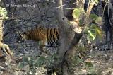 Ranthambhore Tigress stalking.jpg