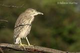 Blsck-crowned-Night-Heron-.jpg