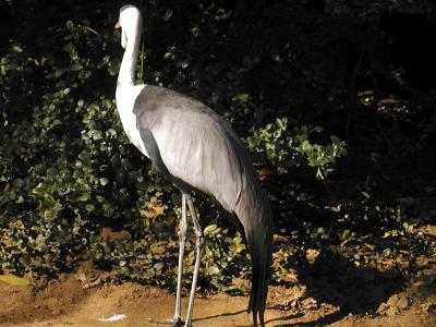 u41/demorcan/medium/26647885.WAParkBirds3.jpg