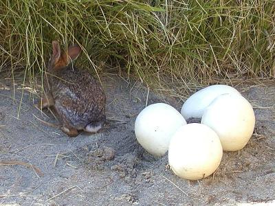 u41/demorcan/medium/26649552.AwesomeEasterBunny.jpg