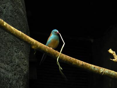 Zoo Bird 2.jpg