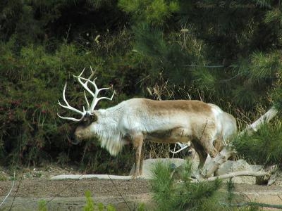 Reindeer 2.jpg