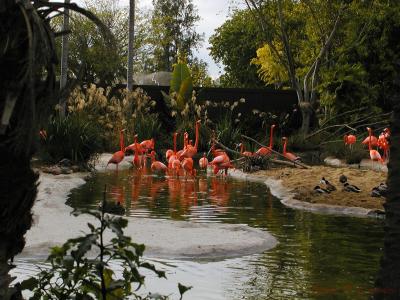 Flamingos.jpg