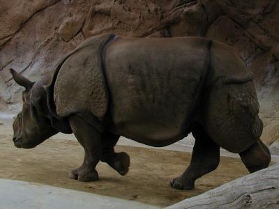 Rhino 2.jpg