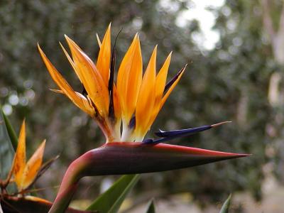 Bird of Paradise.jpg