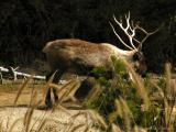 Reindeer 1.jpg