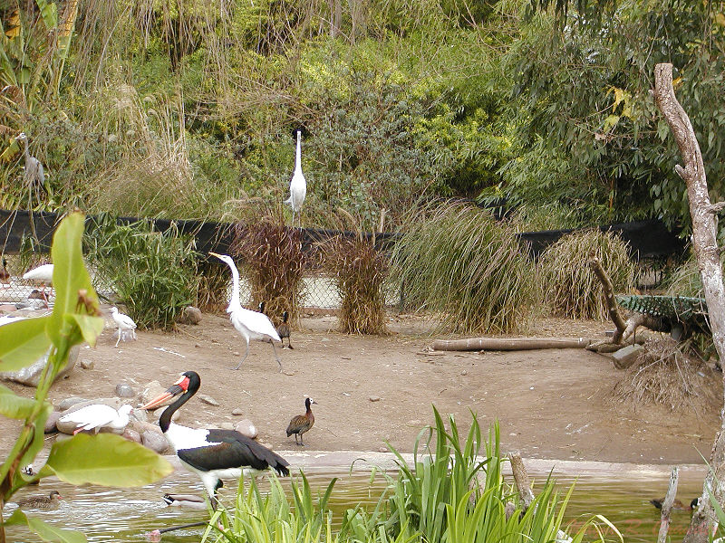 Bird Pond 2.jpg