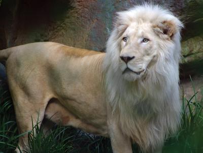 WhiteLion.jpg