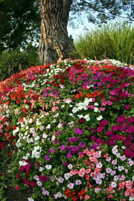 flowersa.jpg