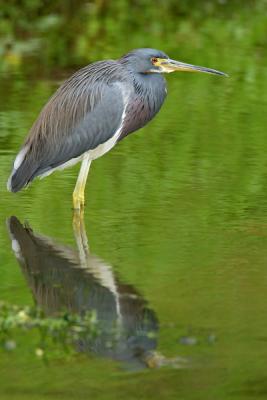 u41/dickg/medium/26548931.TriColoredHeronw.jpg