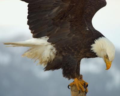 Homer-Bald Eagle-w.jpg