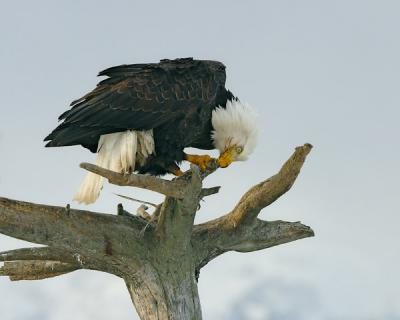 Homer-BaldEagle4w.jpg