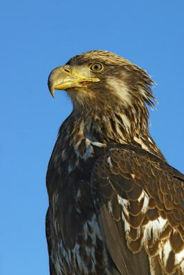 Homer-BaldEagle8w.jpg