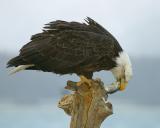 Homer-Bald Eagle2w.jpg