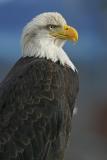 Homer-Bald Eagle7w.jpg