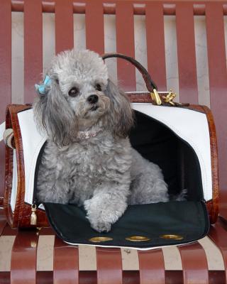 Remember Truffle?
