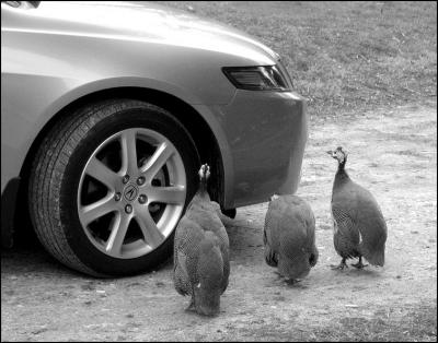 Guinea Fowl Checking Out Car