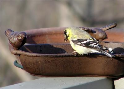 Goldfinch regaining color