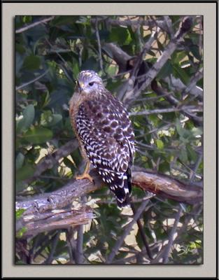 Red-Shouldered Hawk In Camouflage