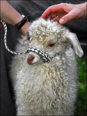 Angora Goat Baby