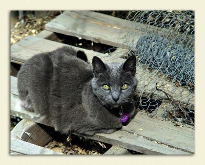 Spook Watching For Lizards