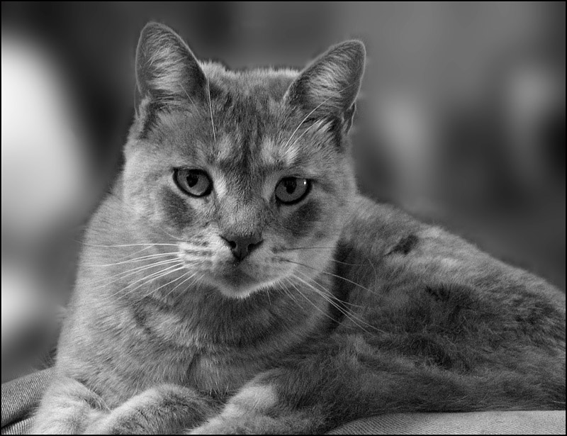 Smokey After