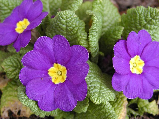 Primroses