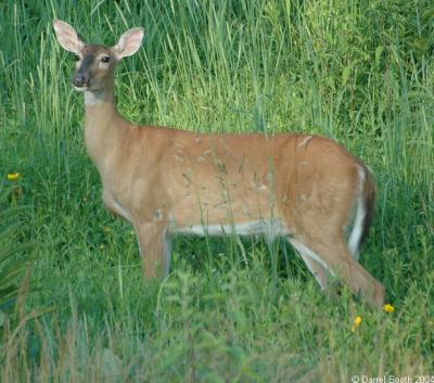 Various Wildlife Photos