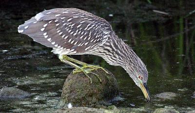 Unknown Bird