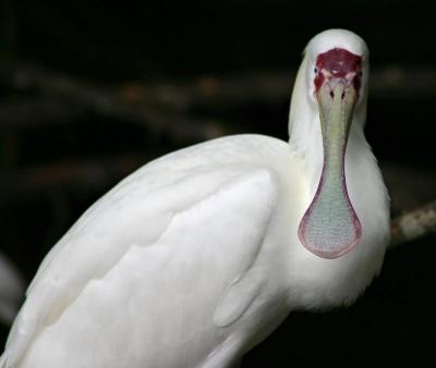 spoonbill.jpg