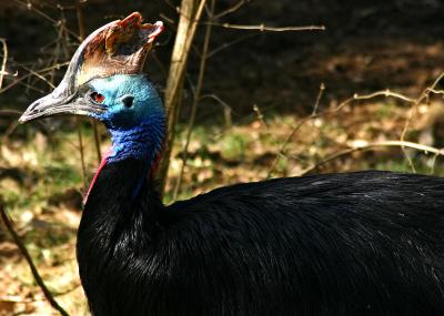 Double-wattled Cassowary.jpg