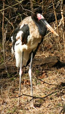 Saddle-billed stork.jpg