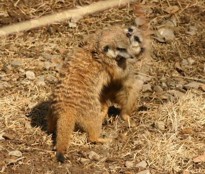 wrestling meerkats.jpg