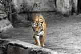 tiger bw.jpg