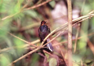 White-tailed Hillstar Hummingbird, Tandayapa Valley