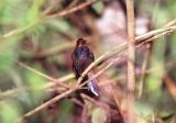 White-tailed Hillstar Hummingbird, Tandayapa Valley