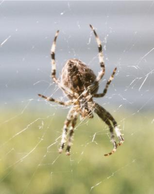 Average Garden Spider